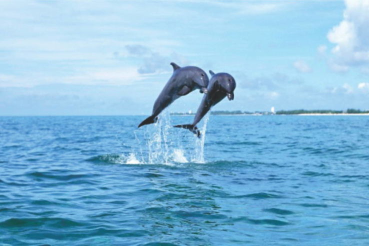 Dolphin Spotting Trip Packages