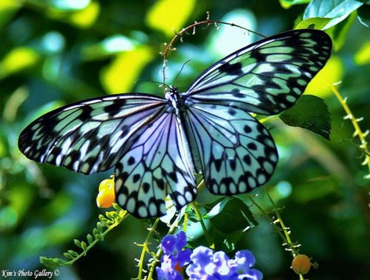 Butterfly Safari Trip Packages