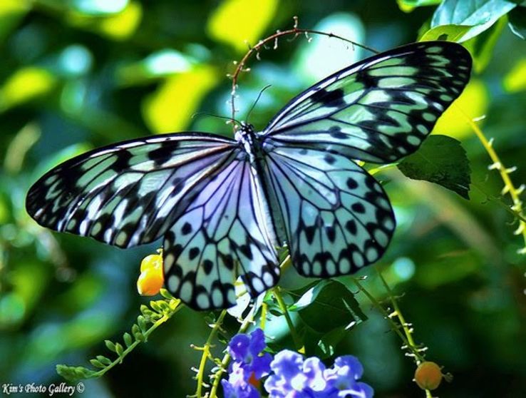 Butterfly Safari Trip Packages Butterfly Safari Trip Packages