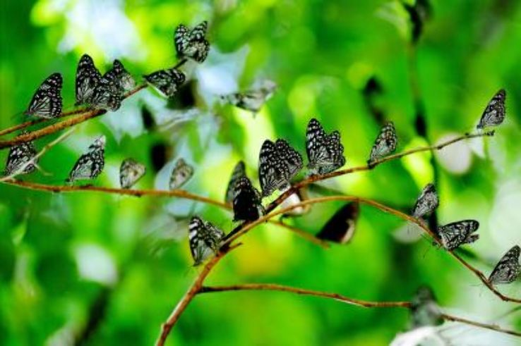 Butterfly Safari Trip Packages