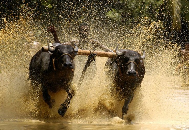 Maramadi Bull Race Trip Packages