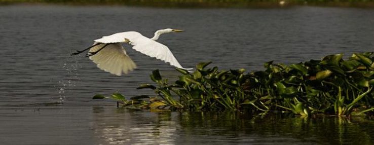 Kolleru Bird Sanctuary Trip Packages Kolleru Bird Sanctuary Trip Packages