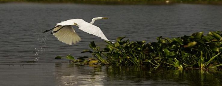 Kolleru Bird Sanctuary Trip Packages