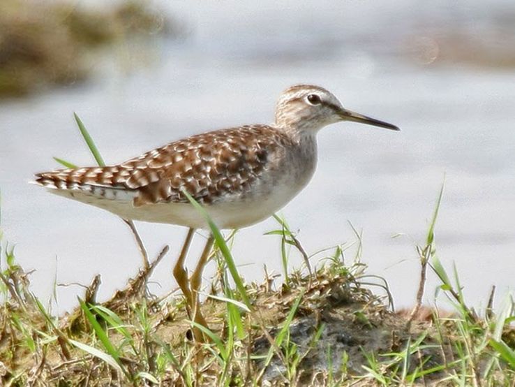 Kolleru Bird Sanctuary Trip Packages Kolleru Bird Sanctuary Trip Packages