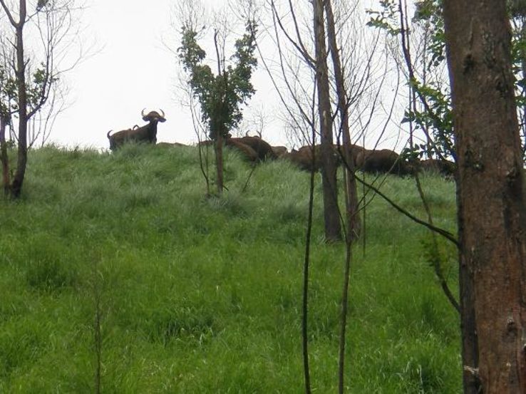 Vandiperiyar Trip Packages Vandiperiyar Trip Packages