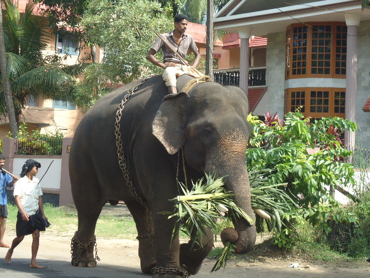 Elephant Ride  Trip Packages