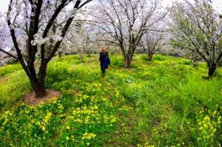 CJ Olson Cherries Trip Packages