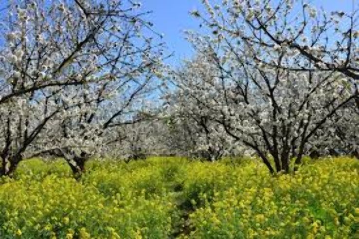 CJ Olson Cherries Trip Packages