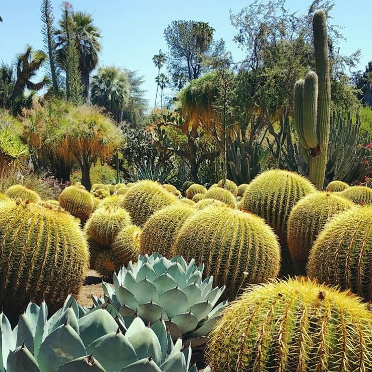 Huntington Desert Garden  Trip Packages