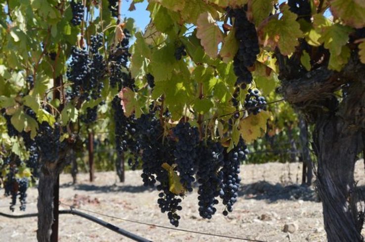 Sustainable Vine Wine  Trip Packages