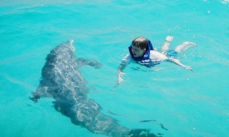 Dolphin and Snorkel Tours Trip Packages