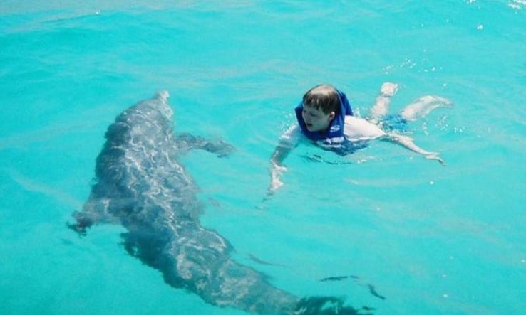 Dolphin and Snorkel Tours Trip Packages