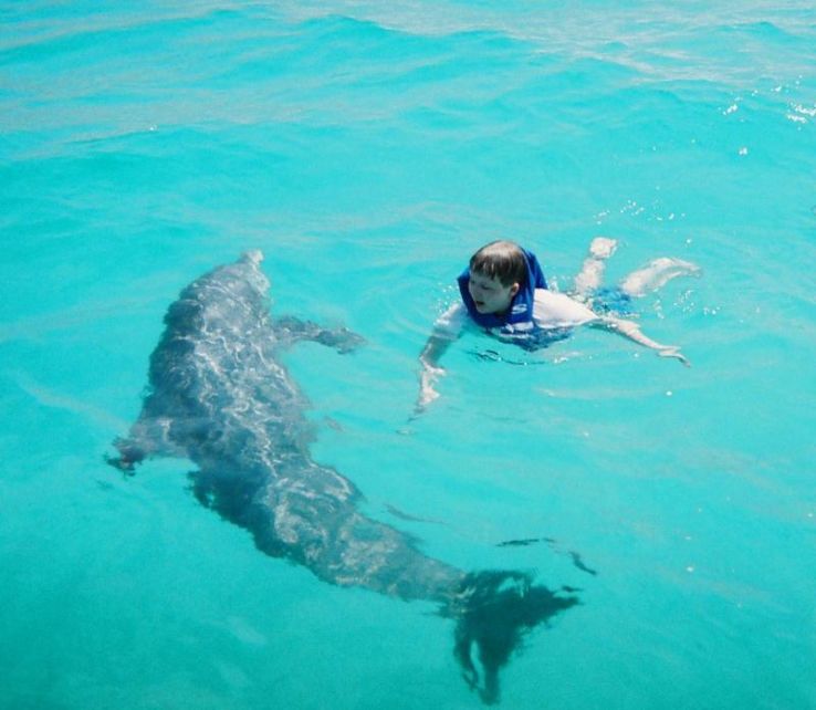 Shell Island Snorkelling and Dolphin Tours Trip Packages