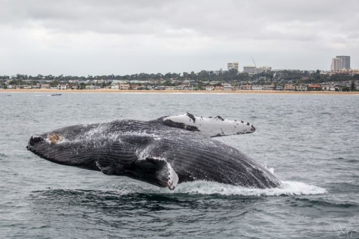 Whale Watching  Trip Packages