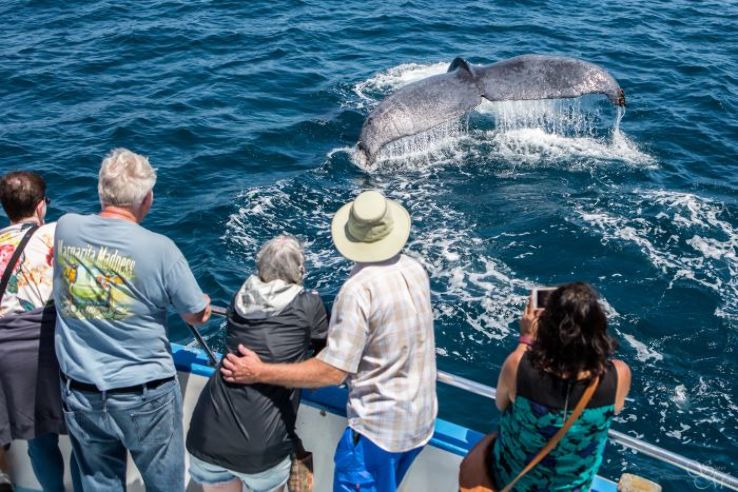 Whale Watching  Trip Packages