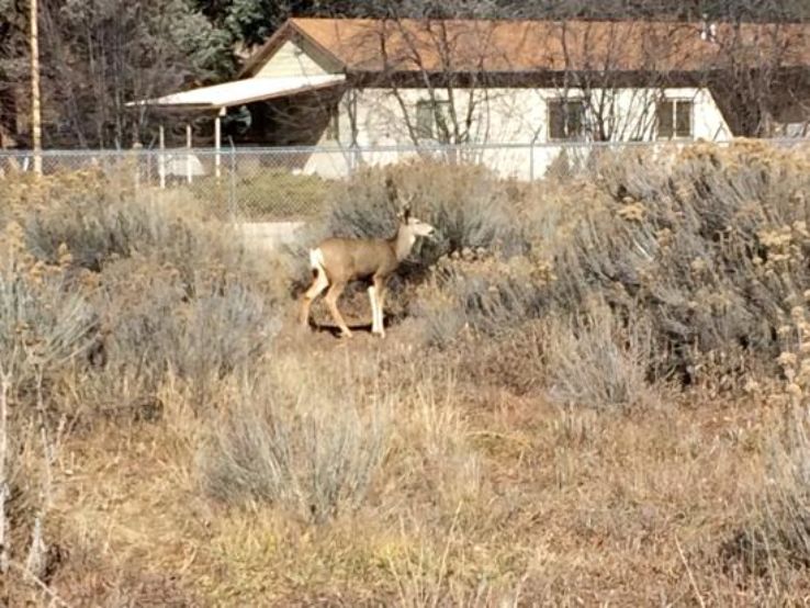 Fish Hatchery and Wildlife Museum Trip Packages
