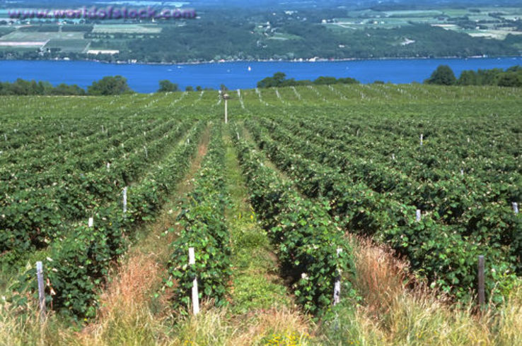 Finger Lakes Wine Country Trip Packages