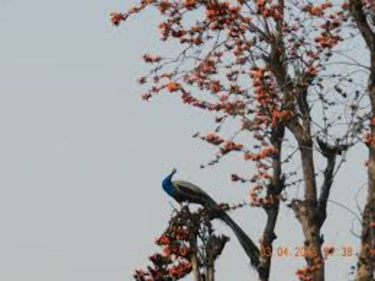 Sariska Wildlife Sanctuary  Trip Packages