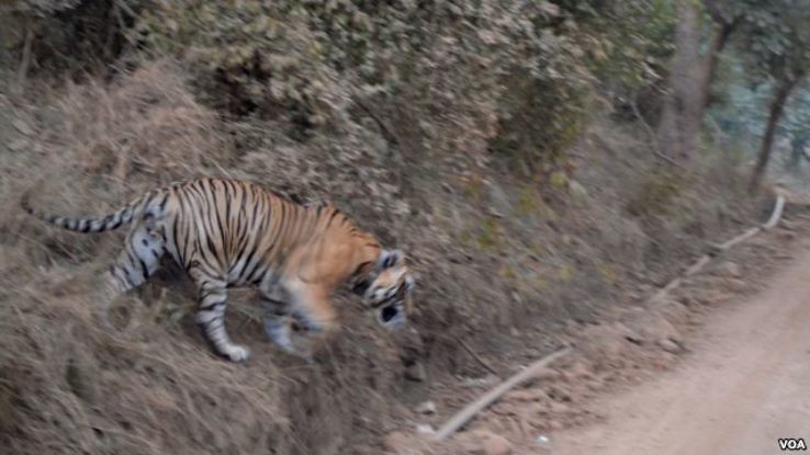 Sariska Wildlife Sanctuary  Trip Packages