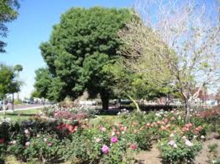 Rose Garden at Mesa Community College Trip Packages
