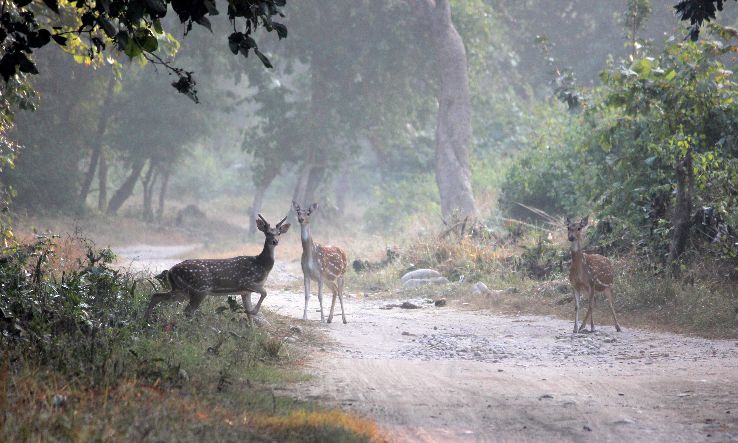 Rajaji National Park  Trip Packages