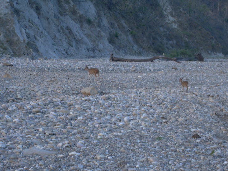 Rajaji National Park  Trip Packages