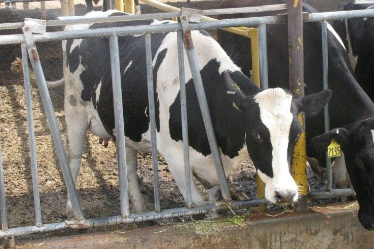 Superstition Farm Trip Packages