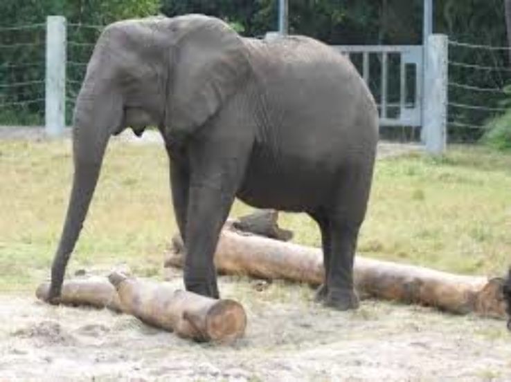 Jacksonville Zoo  Trip Packages