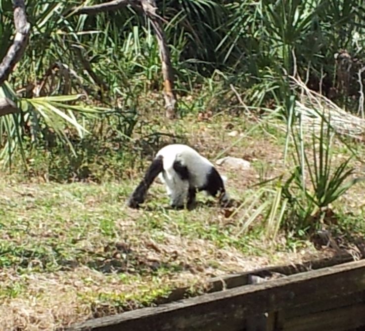 Jacksonville Zoo  Trip Packages