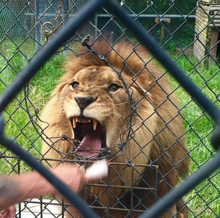 Catty Shack Ranch Wildlife Sanctuary Trip Packages