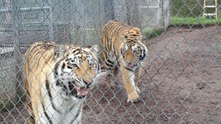 Catty Shack Ranch Wildlife Sanctuary Trip Packages