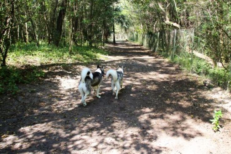 Dog Wood Park Trip Packages