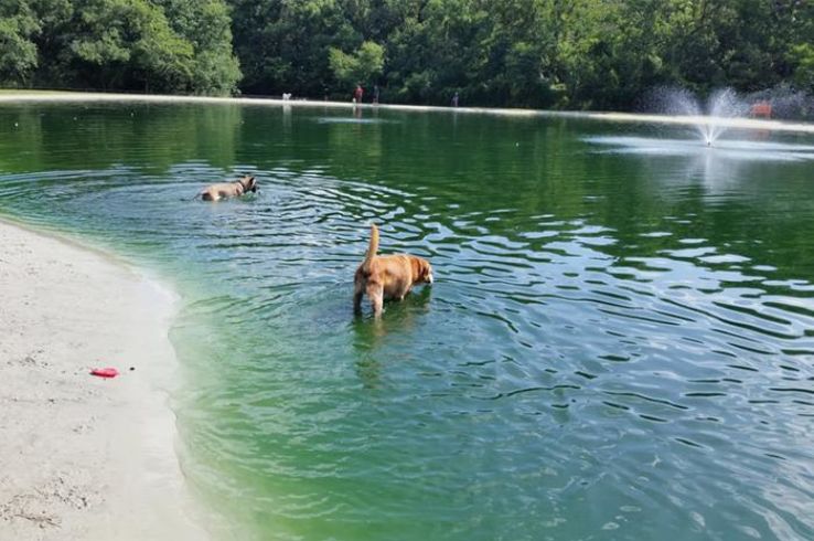 Dog Wood Park Trip Packages