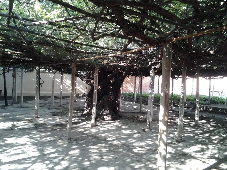 Rose Tree Museum Trip Packages