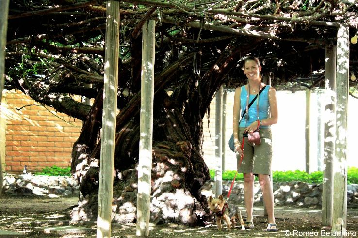 Rose Tree Museum Trip Packages