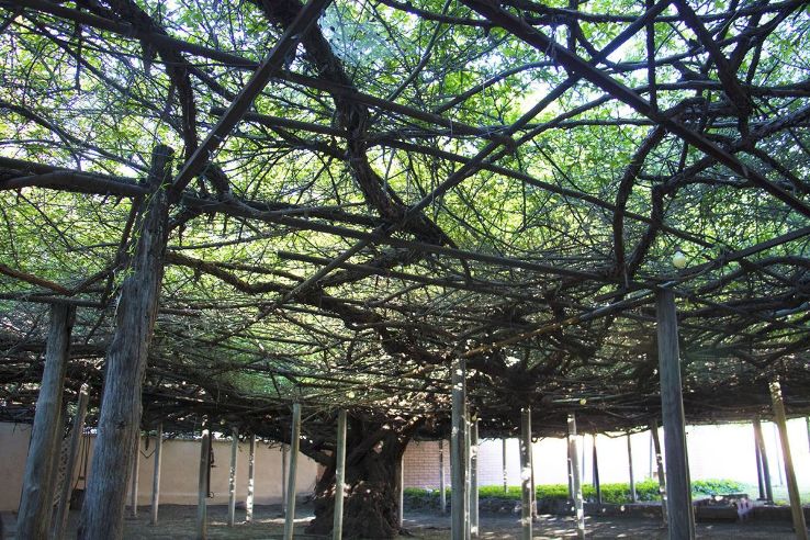 Rose Tree Museum Trip Packages