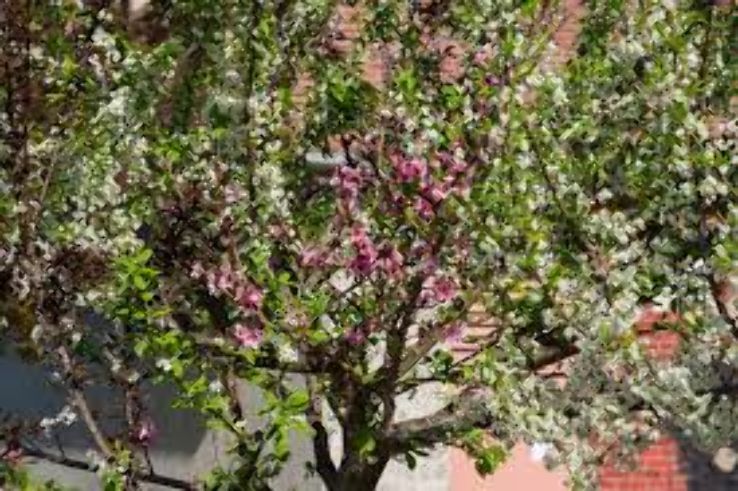 Tree of 40 Fruits Trip Packages