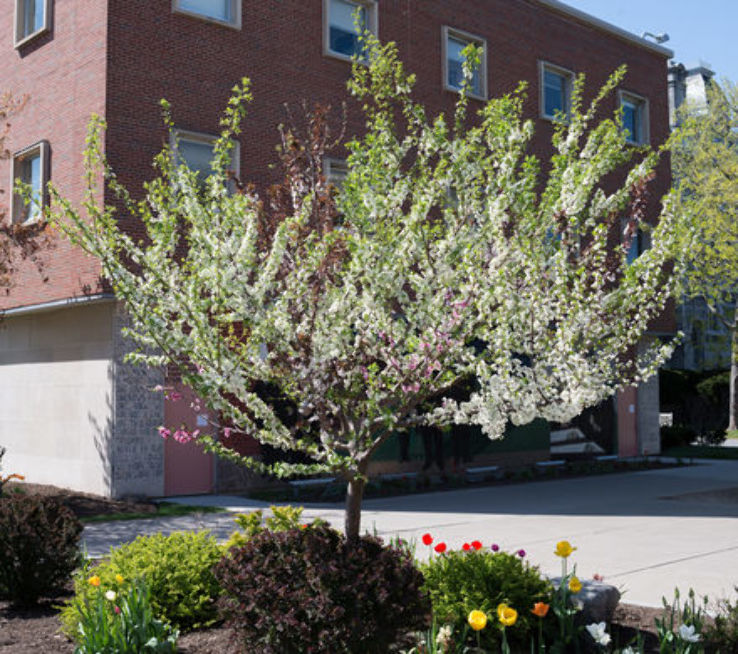 Tree of 40 Fruits Trip Packages