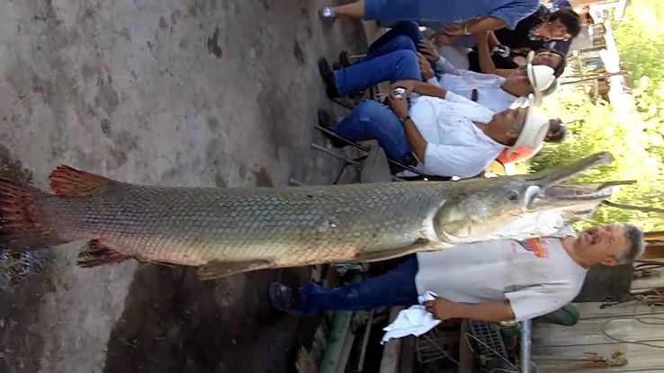 Alligator Farm  Trip Packages