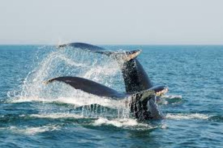 Whale Watching from St. Andrews-by-the-Sea  Trip Packages