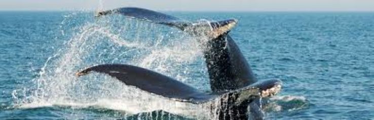 Whale Watching from St. Andrews-by-the-Sea  Trip Packages