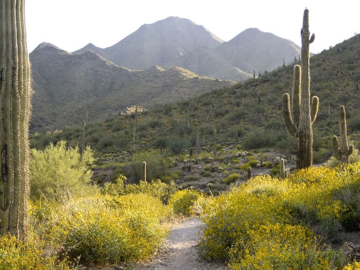 McDowell Sonoran Preserve Trip Packages