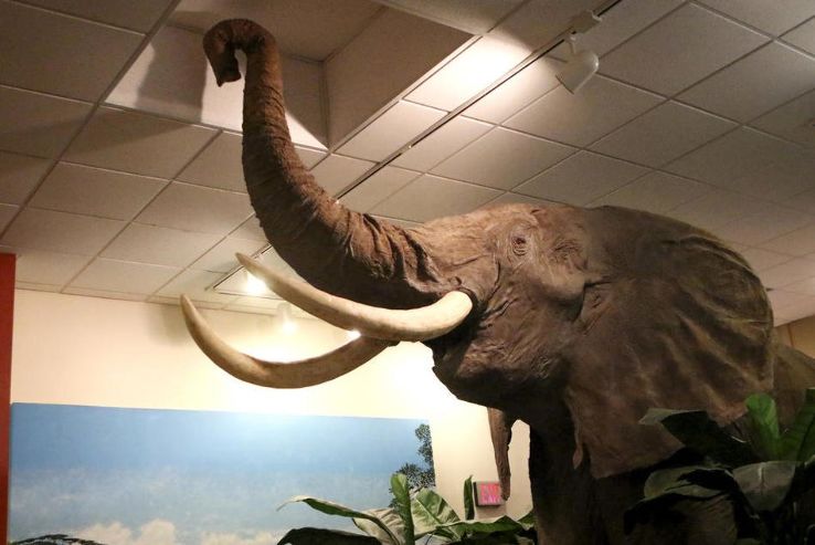 Midwest Museum of Natural History Trip Packages