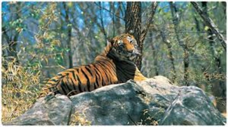 Kalakkad Wildlife Sanctuary Trip Packages