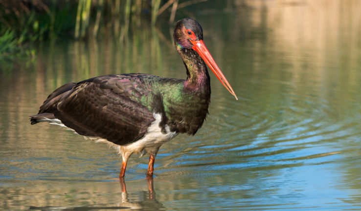 Water Bird Sanctuary  Trip Packages
