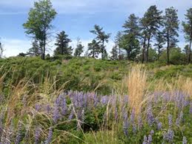 Albany Pine Bush Preserve  Trip Packages