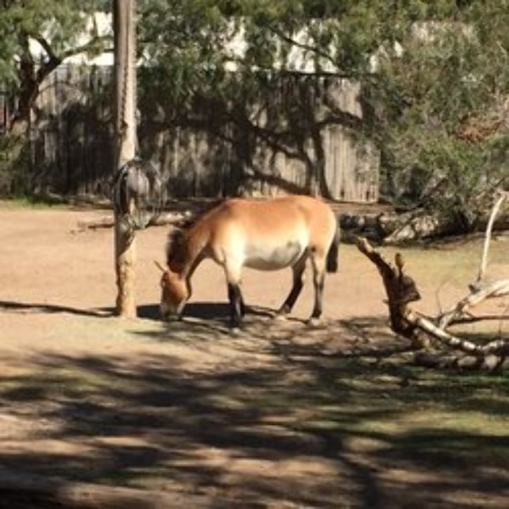 El Paso Zoo Trip Packages