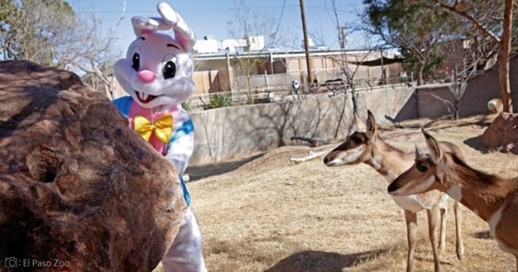 El Paso Zoo Trip Packages