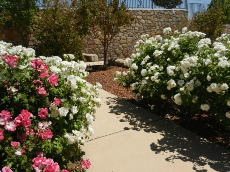 Municipal Rose Garden Trip Packages