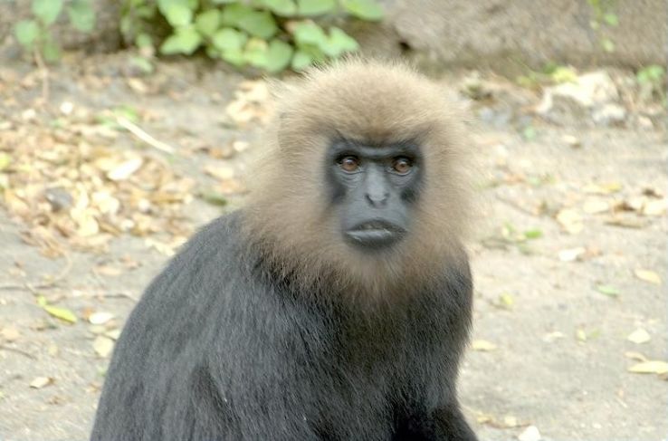 Indira Gandhi Wildlife Sanctuary Trip Packages Indira Gandhi Wildlife Sanctuary Trip Packages